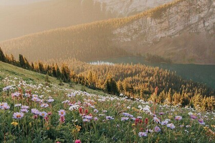 Canmore Medicinal and Edible Plants Nature Walk - 2 Hours