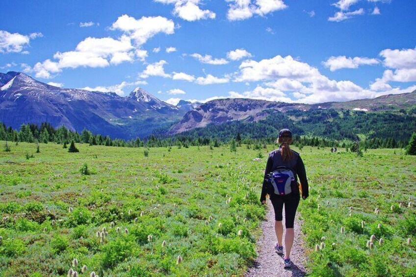 Banff: Private Guided Nature Walk - 2H