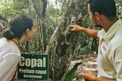 Tea Tasting Medicinal Tour