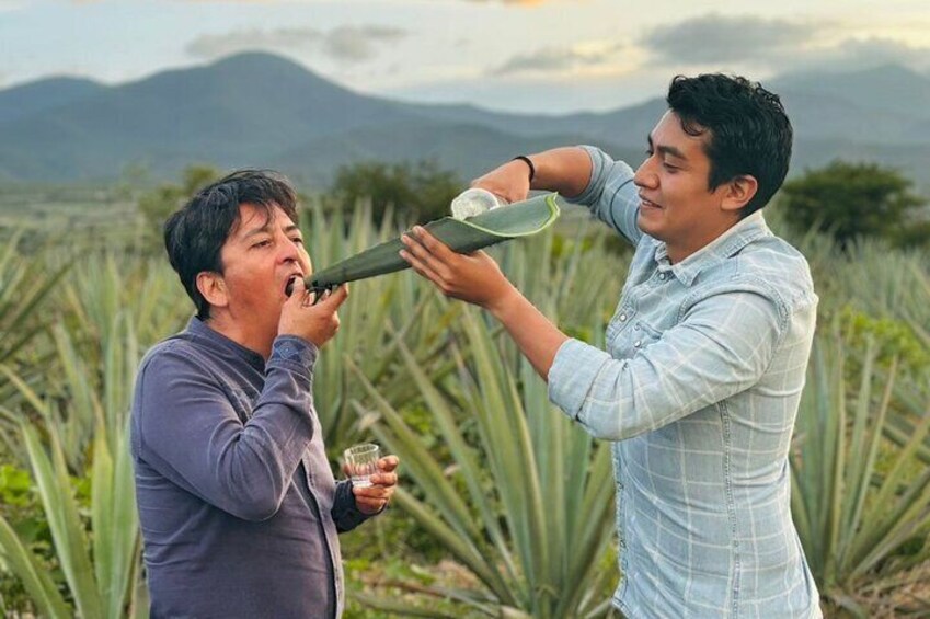 Private Tour Mezcal, Teotitlan and Tule Tree Distillery 