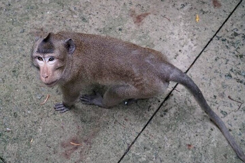 Monkey Island and Nature Escape Ecotour