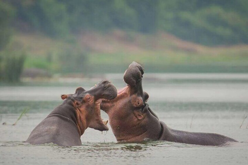 7 Days Gorilla and Chimpanzee Trekking Uganda Safari
