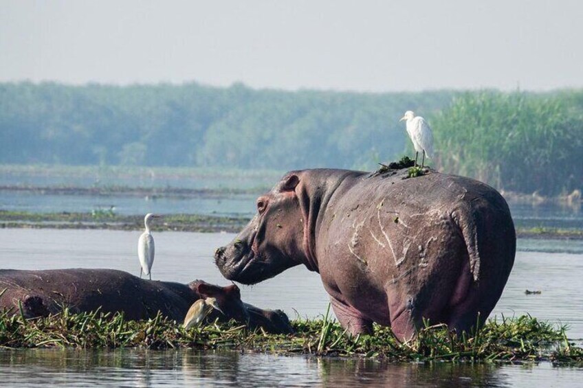 7 Days Gorilla and Chimpanzee Trekking Uganda Safari