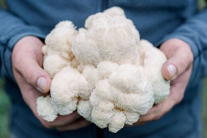 Gourmet Mushroom Farm Tour in Tennessee