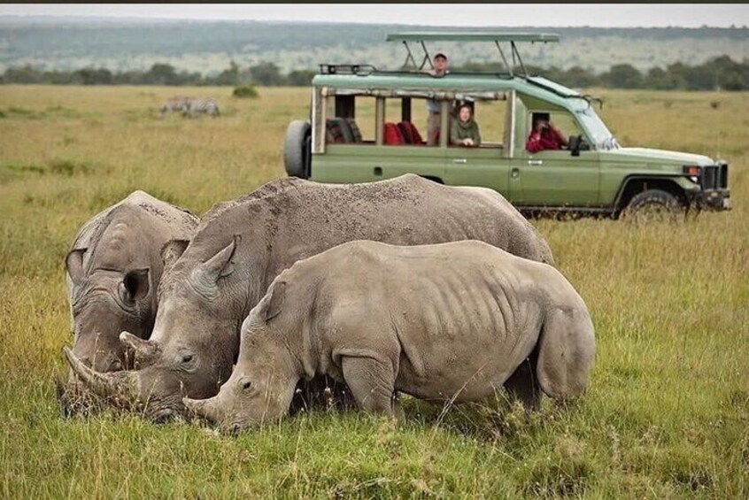 Game Drive at Nairobi National Park 