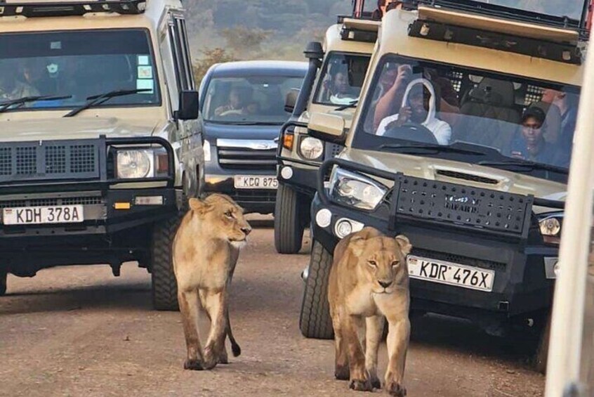 Game Drive at Nairobi National Park 