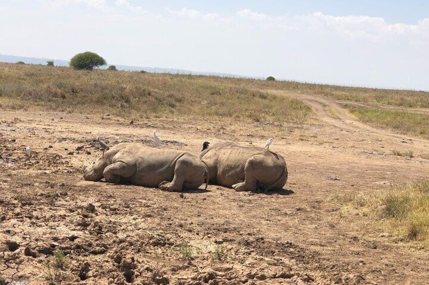 Game Drive at Nairobi National Park 