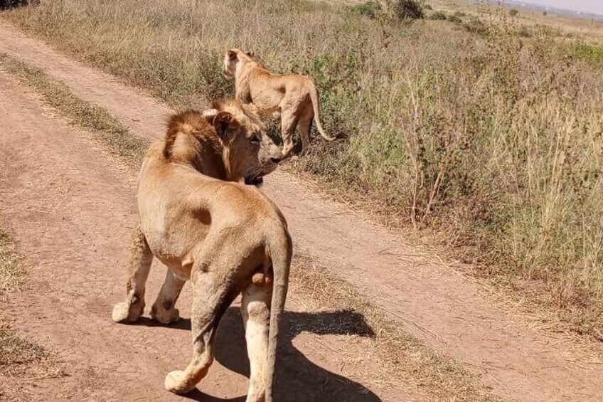 Game Drive at Nairobi National Park 