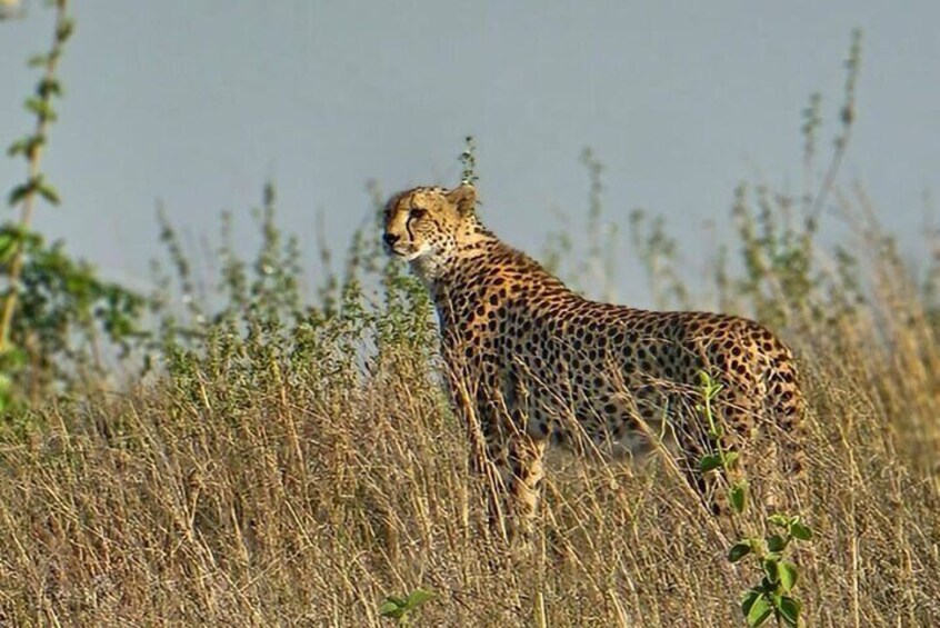 Game Drive at Nairobi National Park 