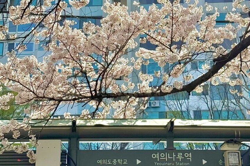 Seoul City Cherry Blossom Private Sightseeing Tour