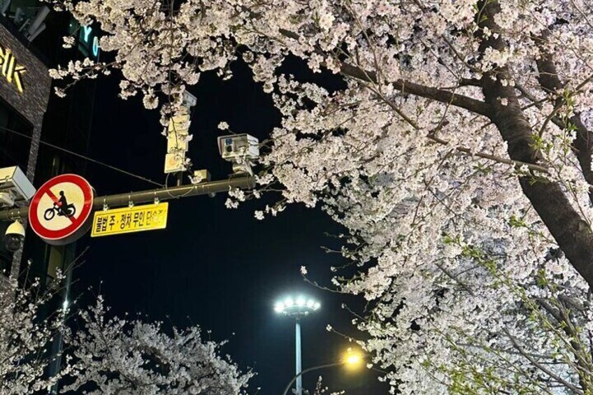 Seoul City Cherry Blossom Private Sightseeing Tour
