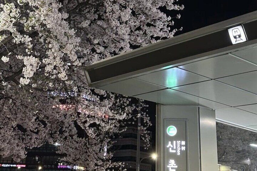 Seoul City Cherry Blossom Private Sightseeing Tour