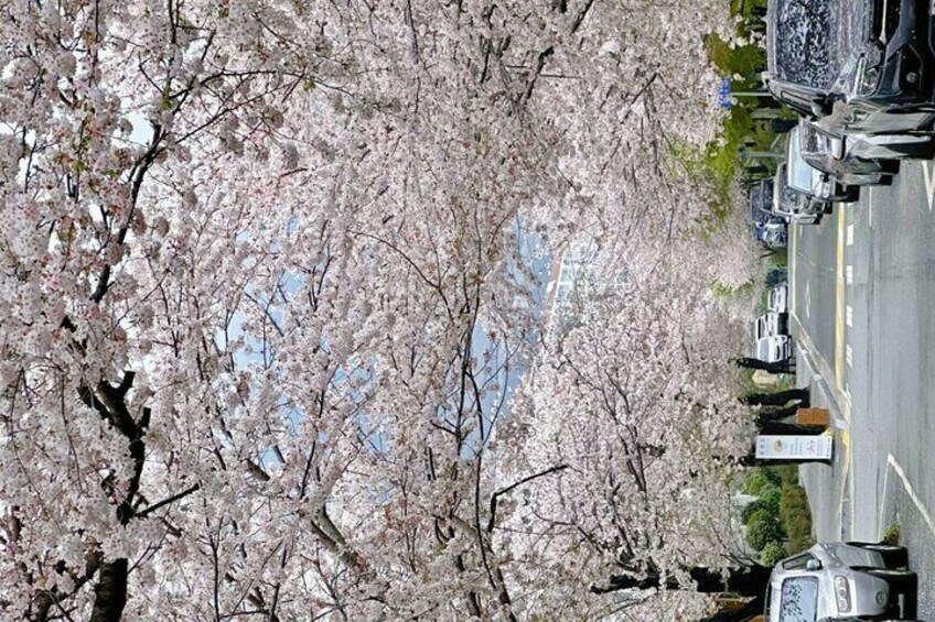 Busan Cherry Blossom Private Day Tour in Jinhae Gyeonghwa Station
