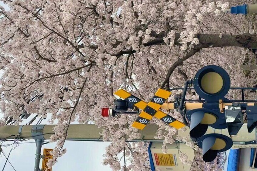 Busan Cherry Blossom Private Day Tour in Jinhae Gyeonghwa Station