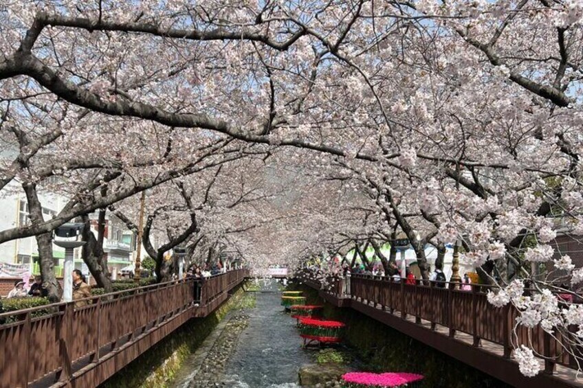 Busan Cherry Blossom Private Day Tour in Jinhae Gyeonghwa Station