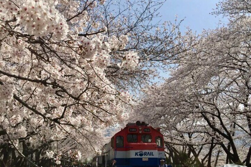 Busan Cherry Blossom Private Day Tour in Jinhae Gyeonghwa Station