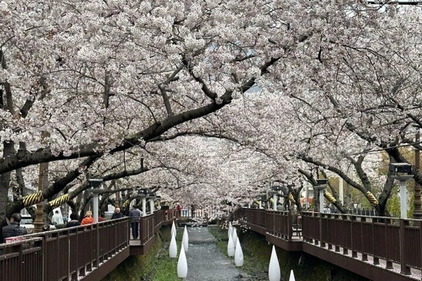 Busan Cherry Blossom Private Day Tour in Jinhae Gyeonghwa Station