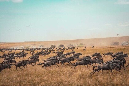 7 Day Serengeti and Masai Mara Flying Safari