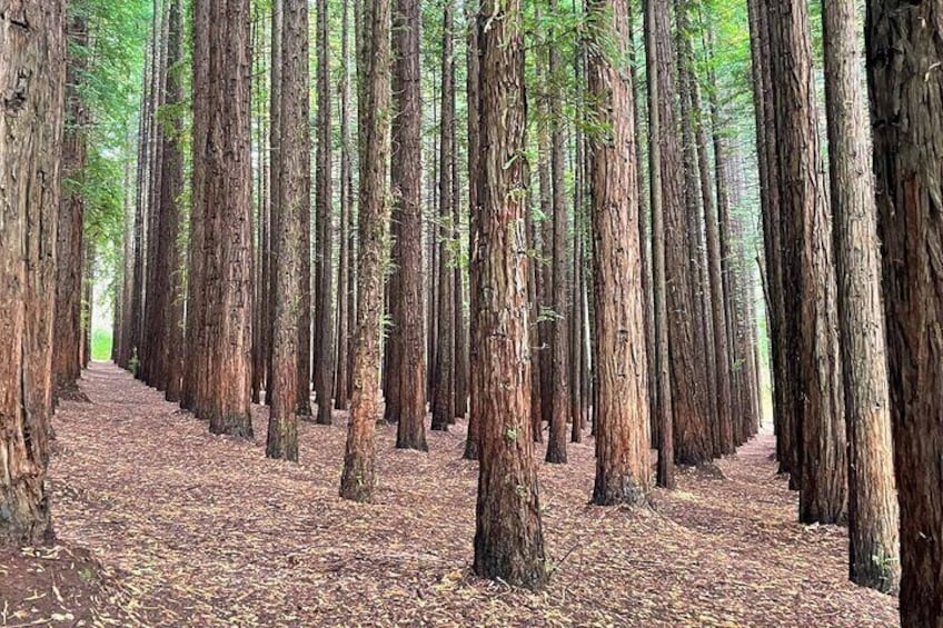 Redwoods
