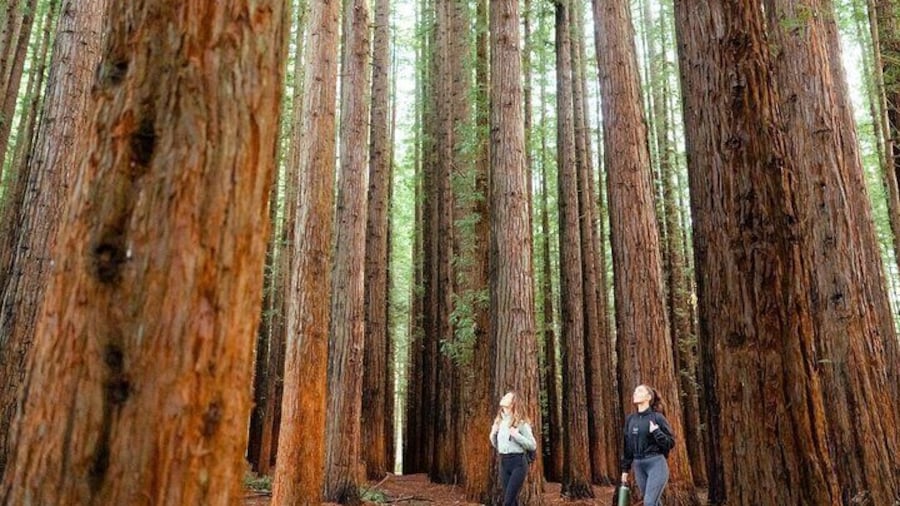 Explore the Redwood Forest