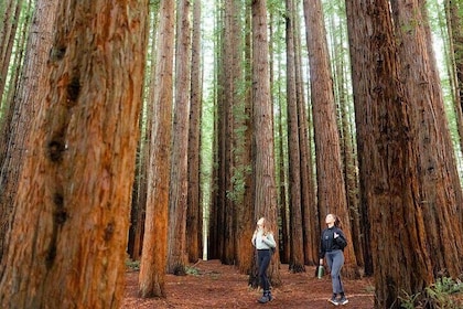 Small Group Yarra Valley Redwoods Wine and Lunch from Melbourne