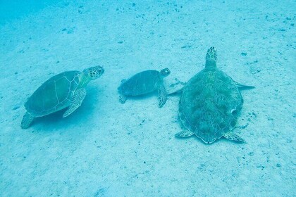 The Frederiksted St. Croix Sea Turtles Snorkeling Tour