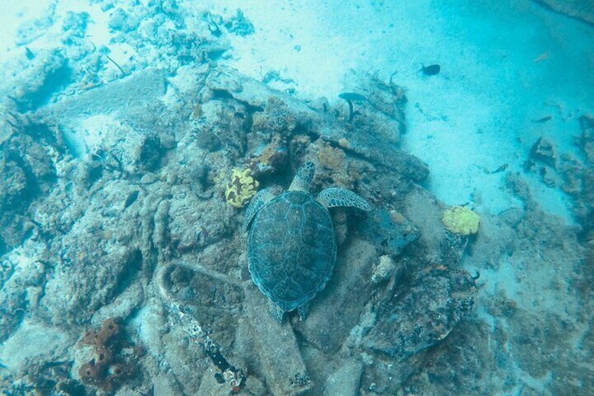 The Frederiksted St. Croix Sea Turtles Snorkeling Tour