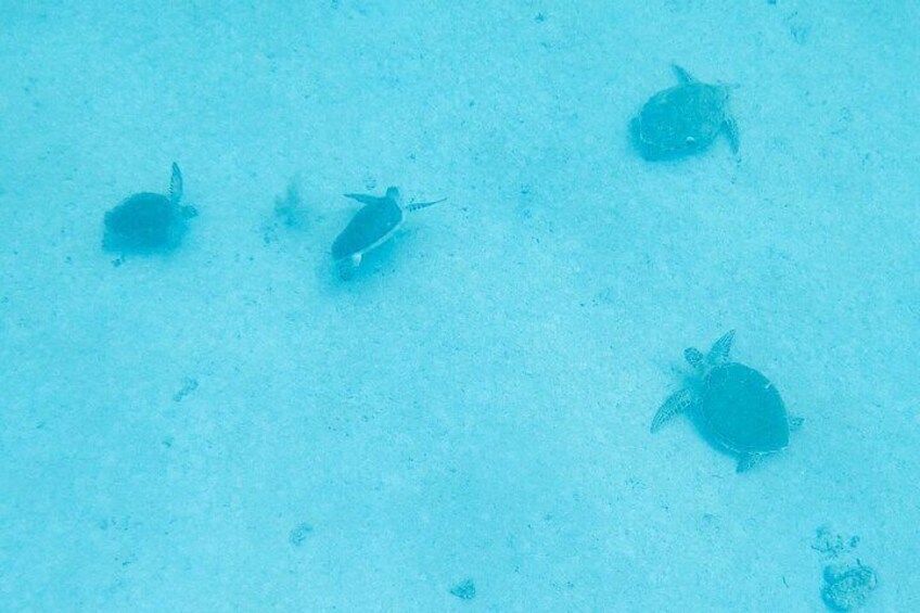 The Frederiksted St. Croix Sea Turtles Snorkeling Tour