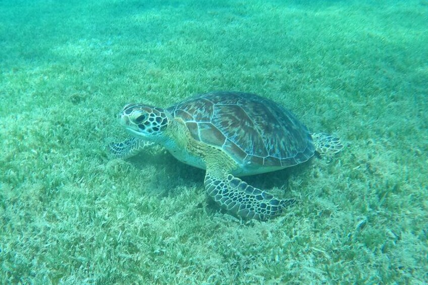 The Frederiksted St. Croix Sea Turtles Snorkeling Tour
