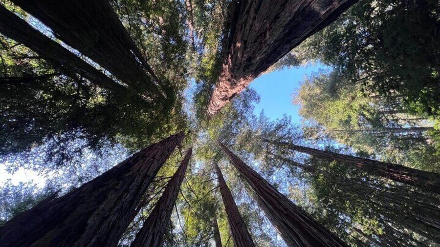San Francisco Bay Cruise, Muir Woods and Sausalito Combo Tour
