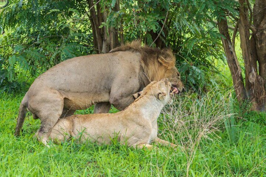 Mikumi Luxury Day Safari with Photographer