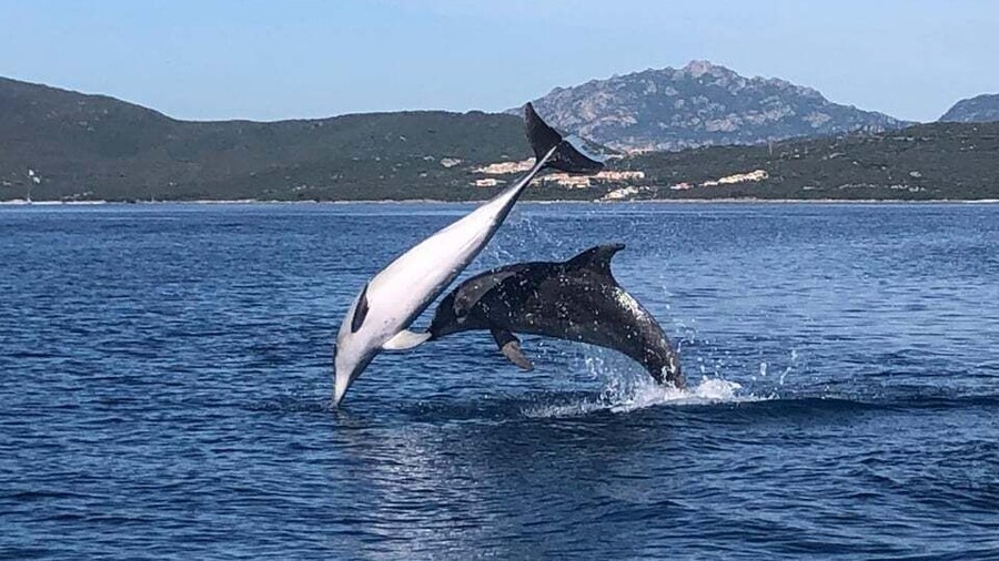 Golfo Aranci: Eco-Friendly Dolphin Watching Boat Trip