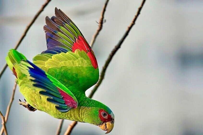 Wild White-fronted Amazon Parrot