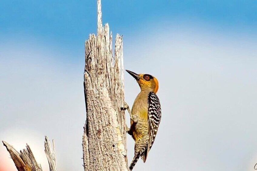 Golden-cheeked Woodpecker