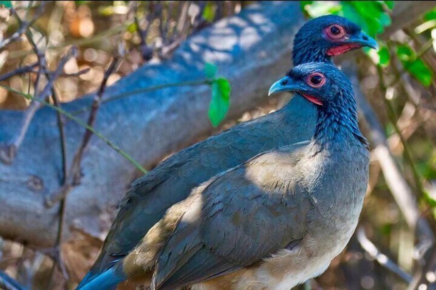West Mexican Chachalaca
