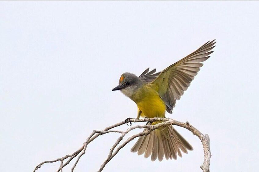 Early Birdwatching & City Tour Experience 2 Locations w/Breakfast