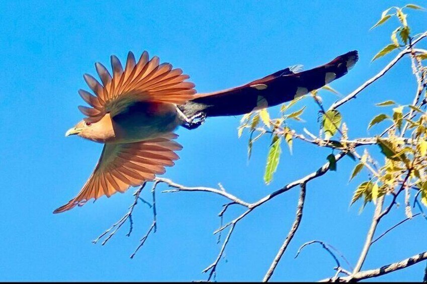 Early Birdwatching & City Tour Experience 2 Locations w/Breakfast