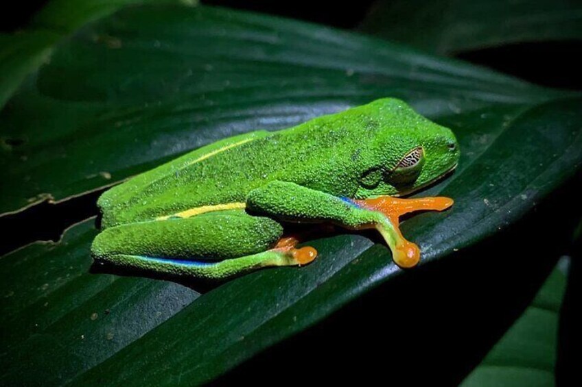 Rana, Costa Rica, Arenal Volcano Ecological Park.