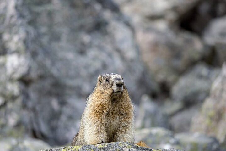 Banff and Yoho Rocky Mountain Discovery Day Tour