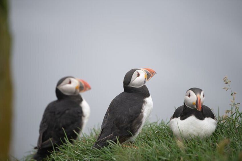 Mykines Puffins