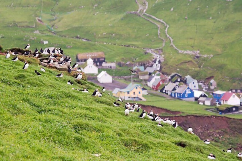 Mykines Village and a puffins collony