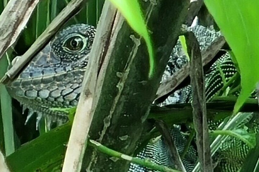 Gatun Lake Panamá Wildlife Adventure Guided Experience