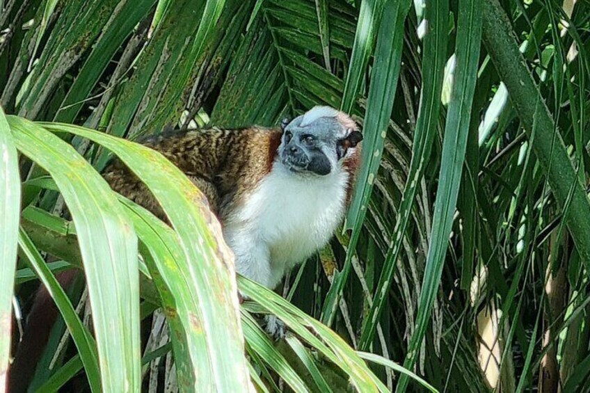 Gatun Lake Panamá Wildlife Adventure Guided Experience