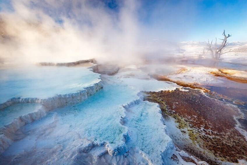 Mercedes Van VIP Tour of Yellowstone with a Wildlife Biologist