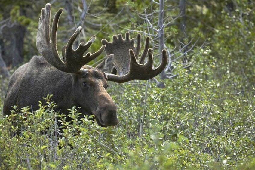 Mercedes Van VIP Tour of Yellowstone with a Wildlife Biologist