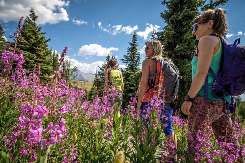 Banff National Park Walking Tour Experience