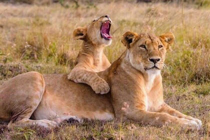 8 Days Tanzania Northern Safari