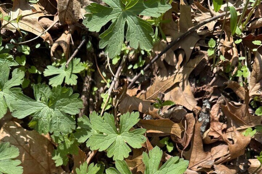 Discover Aurora Illinois Hiking Getaway
