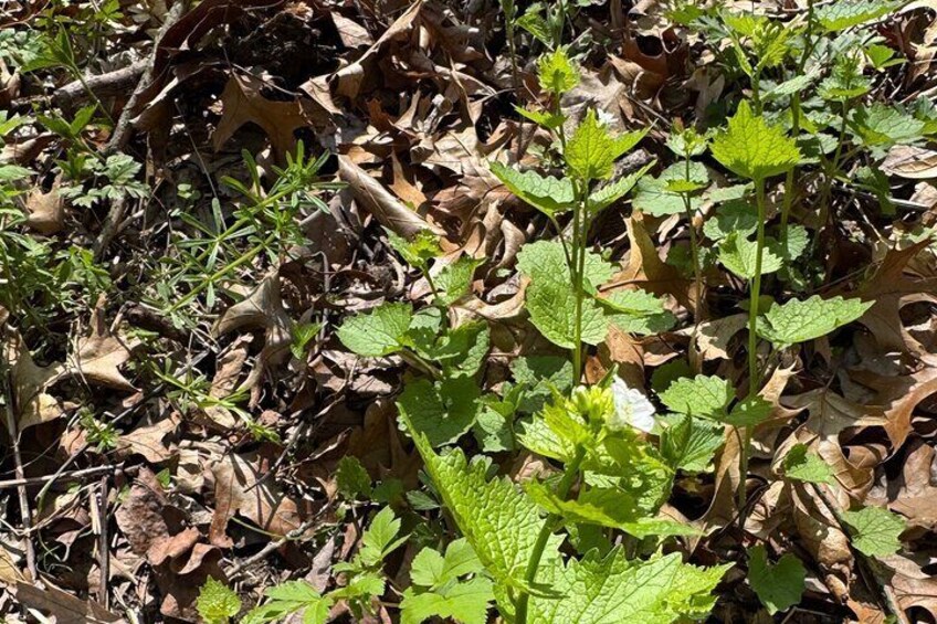 Discover Aurora Illinois Hiking Getaway