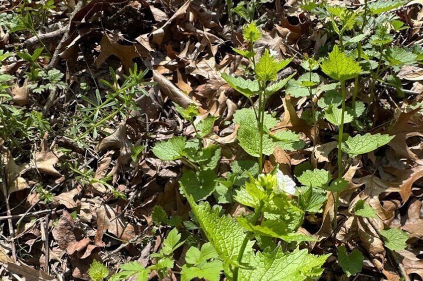 Discover Aurora Illinois Hiking Getaway